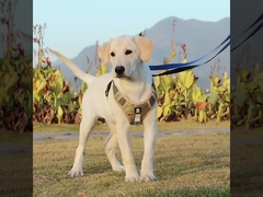 Dog leash explosion-proof big dog chest harness reflective large dog dog leash vest pet leash