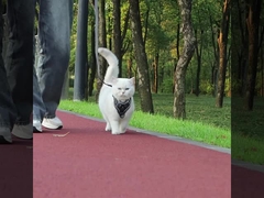 Leash for small dogs and cats with reflective breathable vest pet harness